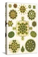 Varieties of Pediastrum from 'Kunstformen Der Natur', 1899-Ernst Haeckel-Stretched Canvas