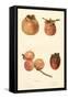 Varieties of Persimmon-null-Framed Stretched Canvas