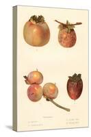 Varieties of Persimmon-null-Stretched Canvas