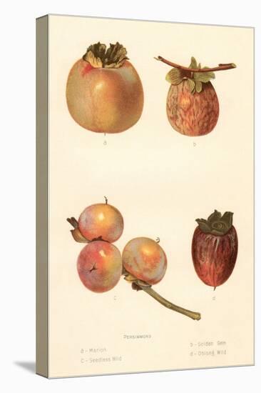 Varieties of Persimmon-null-Stretched Canvas