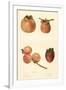 Varieties of Persimmon-null-Framed Art Print