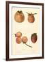 Varieties of Persimmon-null-Framed Art Print