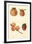 Varieties of Persimmon-null-Framed Art Print