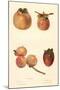 Varieties of Persimmon-null-Mounted Art Print