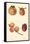 Varieties of Persimmon-null-Framed Stretched Canvas