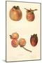 Varieties of Persimmon-null-Mounted Art Print