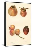 Varieties of Persimmon-null-Framed Stretched Canvas