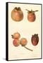 Varieties of Persimmon-null-Framed Stretched Canvas