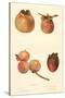 Varieties of Persimmon-null-Stretched Canvas