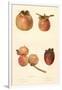 Varieties of Persimmon-null-Framed Art Print