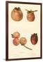 Varieties of Persimmon-null-Framed Art Print