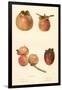 Varieties of Persimmon-null-Framed Art Print