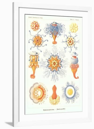 Varieties of Siphonophore-null-Framed Art Print