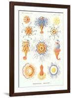 Varieties of Siphonophore-null-Framed Art Print