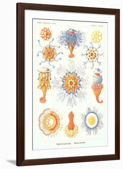 Varieties of Siphonophore-null-Framed Art Print