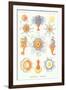 Varieties of Siphonophore-null-Framed Art Print