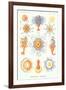 Varieties of Siphonophore-null-Framed Art Print