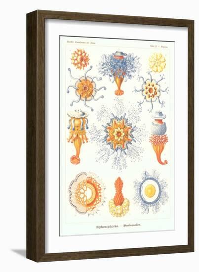 Varieties of Siphonophore-null-Framed Art Print