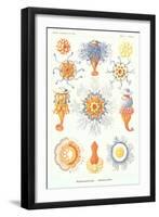 Varieties of Siphonophore-null-Framed Art Print