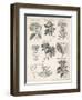 Varieties of the Cinchona Species-Barlow-Framed Photographic Print