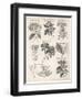 Varieties of the Cinchona Species-Barlow-Framed Photographic Print