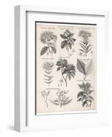 Varieties of the Cinchona Species-Barlow-Framed Photographic Print