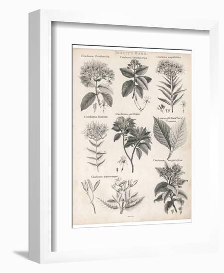 Varieties of the Cinchona Species-Barlow-Framed Photographic Print