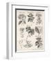 Varieties of the Cinchona Species-Barlow-Framed Photographic Print