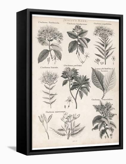 Varieties of the Cinchona Species-Barlow-Framed Stretched Canvas