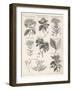 Varieties of the Cinchona Species-Barlow-Framed Photographic Print