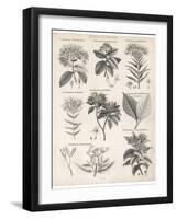 Varieties of the Cinchona Species-Barlow-Framed Photographic Print