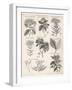 Varieties of the Cinchona Species-Barlow-Framed Photographic Print