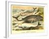 Varieties of Whales-null-Framed Art Print