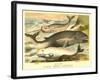 Varieties of Whales-null-Framed Art Print