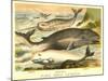 Varieties of Whales-null-Mounted Art Print