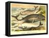 Varieties of Whales-null-Framed Stretched Canvas