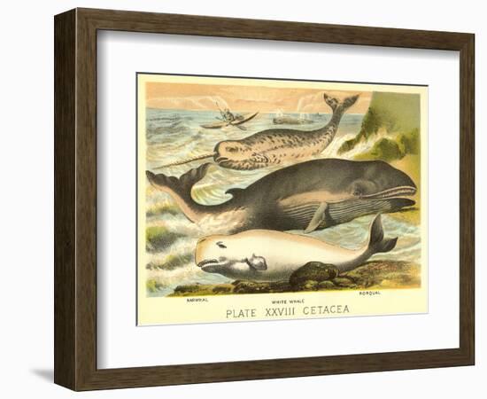 Varieties of Whales-null-Framed Art Print