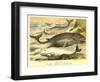 Varieties of Whales-null-Framed Art Print