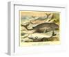 Varieties of Whales-null-Framed Art Print