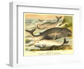 Varieties of Whales-null-Framed Art Print