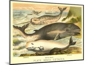 Varieties of Whales-null-Mounted Art Print