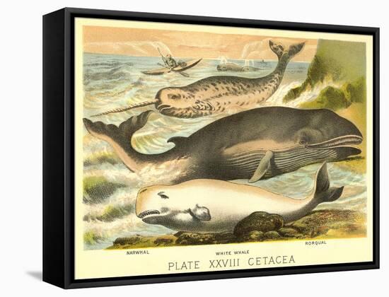 Varieties of Whales-null-Framed Stretched Canvas