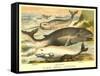Varieties of Whales-null-Framed Stretched Canvas