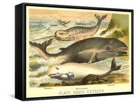 Varieties of Whales-null-Framed Stretched Canvas