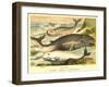 Varieties of Whales-null-Framed Art Print