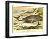 Varieties of Whales-null-Framed Art Print