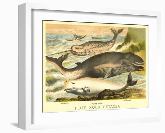 Varieties of Whales-null-Framed Art Print