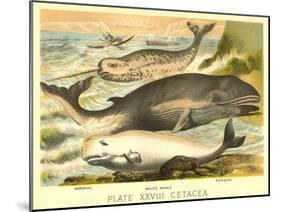 Varieties of Whales-null-Mounted Art Print