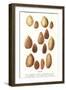 Variety of Almonds-null-Framed Art Print