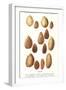 Variety of Almonds-null-Framed Art Print